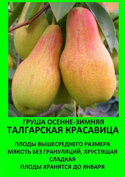 Груша талгарская красавица, описание, характеристика сорта