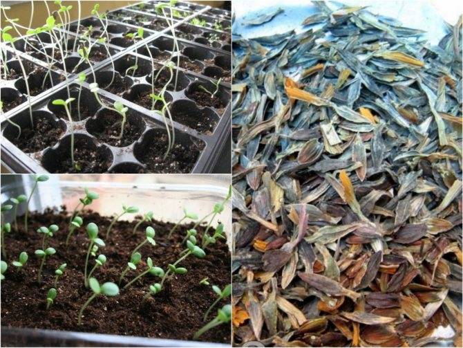 Циния: выращивание из семян, когда сажать – женские вопросы