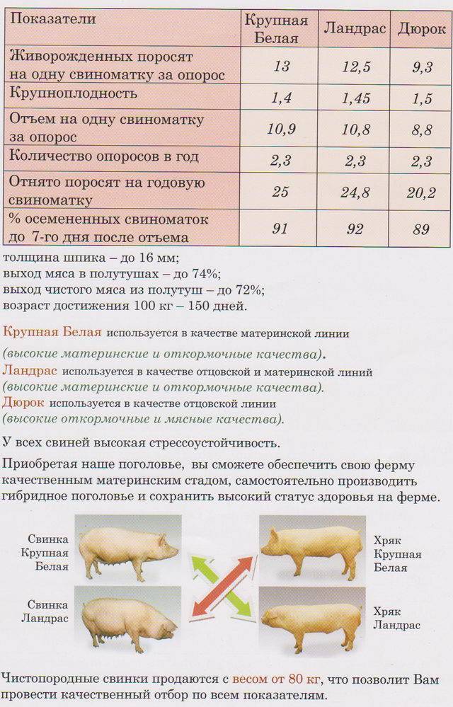 Опорос свиней: подготовка, опорос, уход за свиньей и поросятами после опороса. когда случать свинью после родов