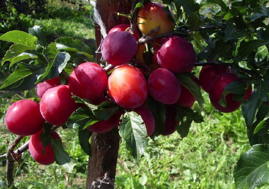 О сливе красный шар: описание сорта, агротехника выращивания, особенности ухода