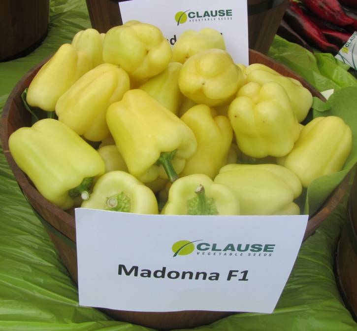 Описание перца мадонна