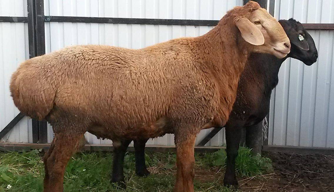 Гиссарская порода овец — выгодное вложение фермера