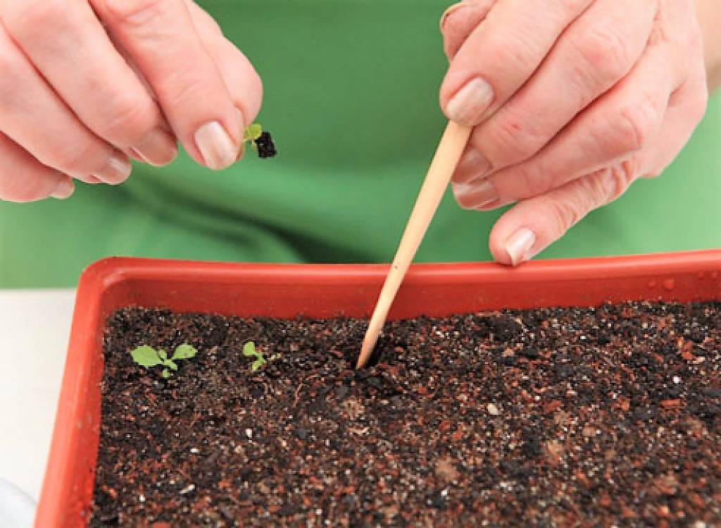Выращивание платикодона из семян в домашних условиях. можно ли платикодон выращивать как комнатное растение?
