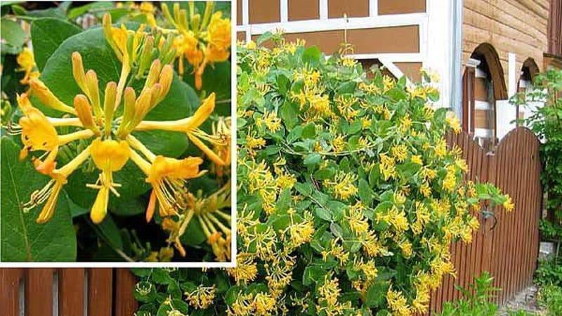 Жимолость татарская: отличный выбор для украшения садового участка