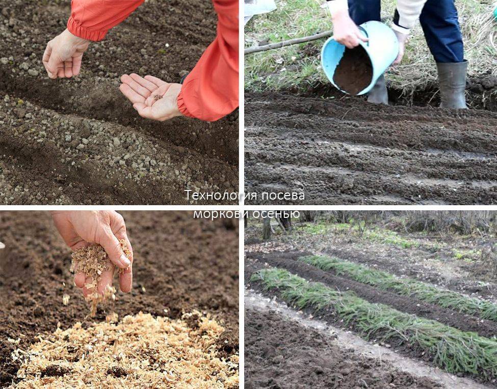 Лук и морковь: сажаем севок и сеем под зиму, подробный мастер-класс и фото