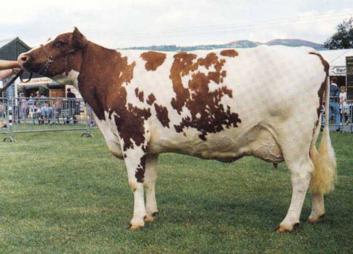 Айрширская порода коров: характеристики и отзывы о породе