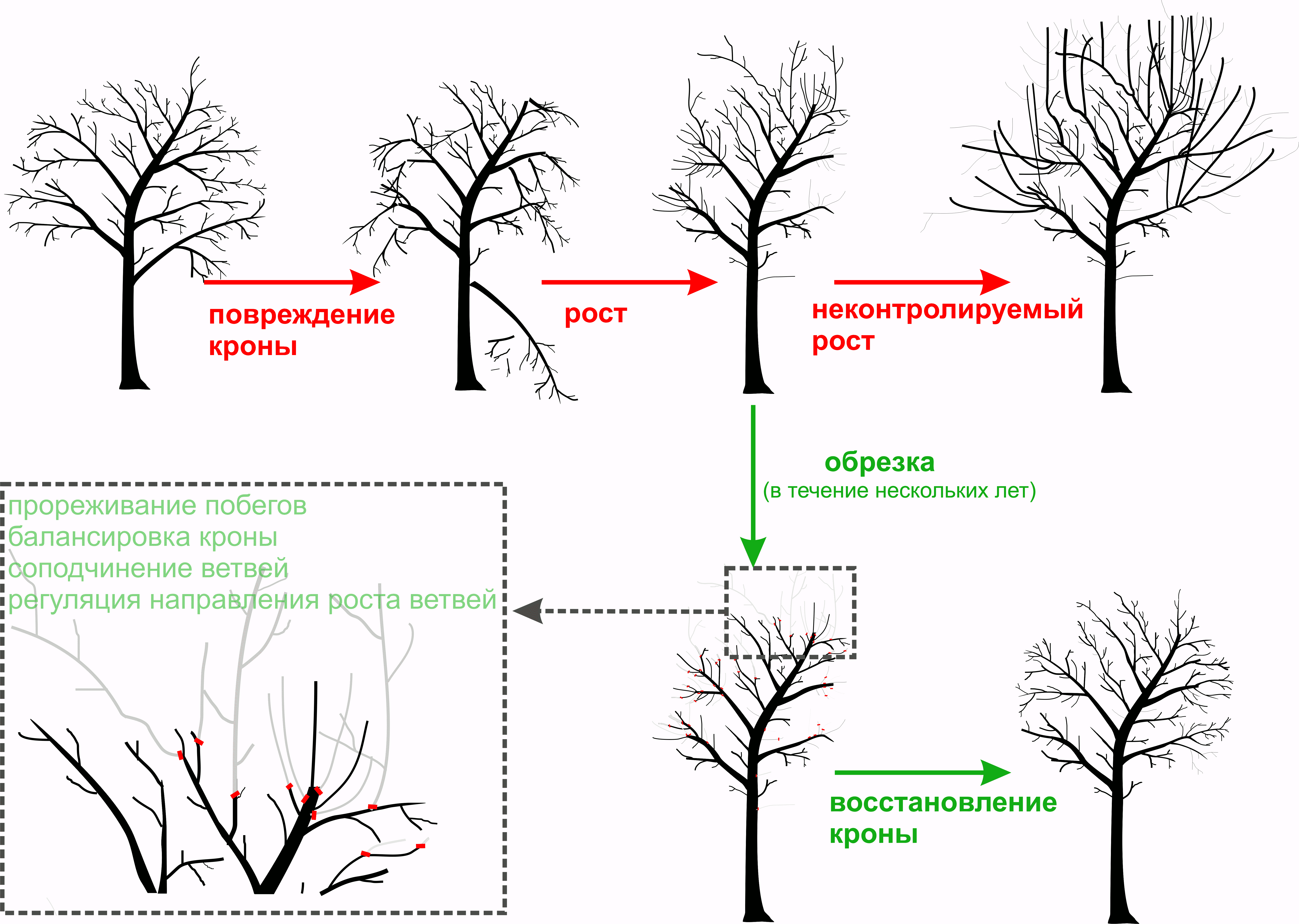 Схема посадки штамбовых яблонь