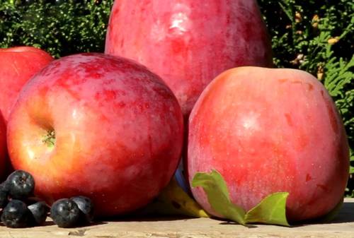 Отличные, осенние сорта яблонь, которые рекомендую посадить в саду. заверяю вас, не пожалеете | елена белодед | дзен