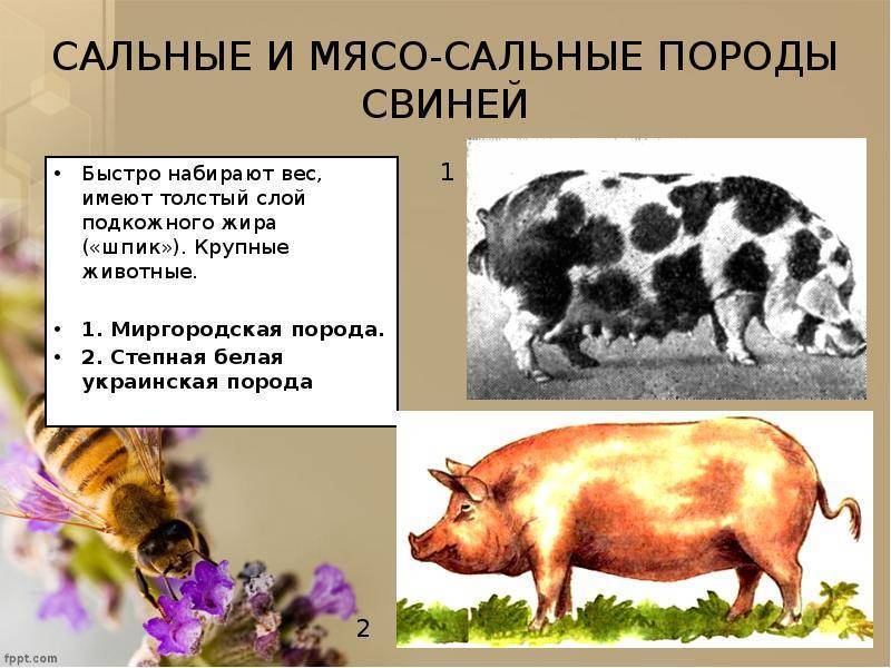 Сальные породы свиней с фото