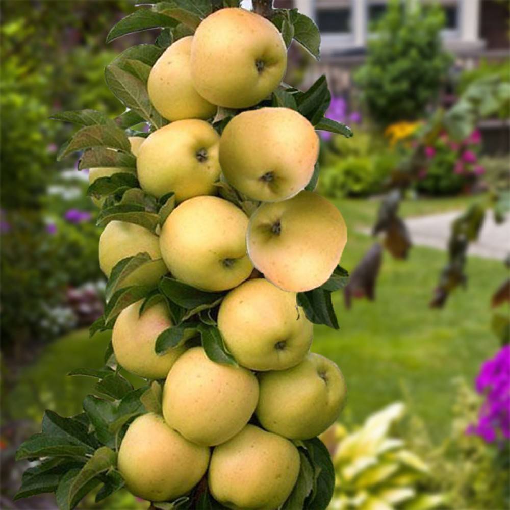 Какие сорта яблонь подходят для урала: фото, описание и характеристики. особенности зимостойких сортов яблонь на урале