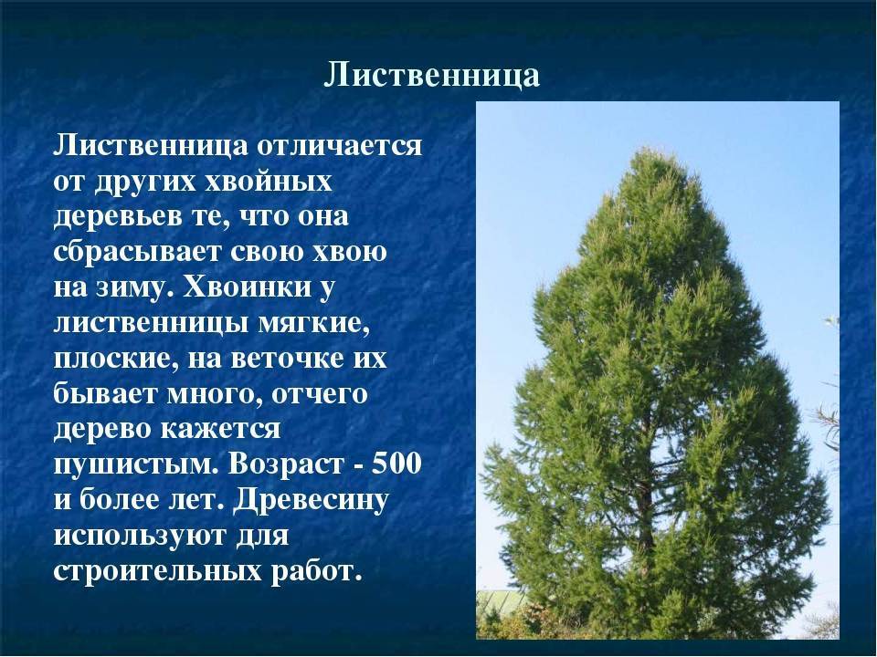 ᐉ лиственница сибирская описание и особенности