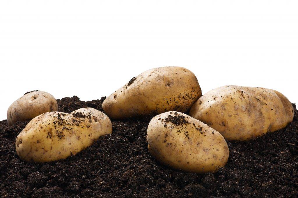 ᐉ сорт картофеля «сильвана (sylvana)» – описание и фото