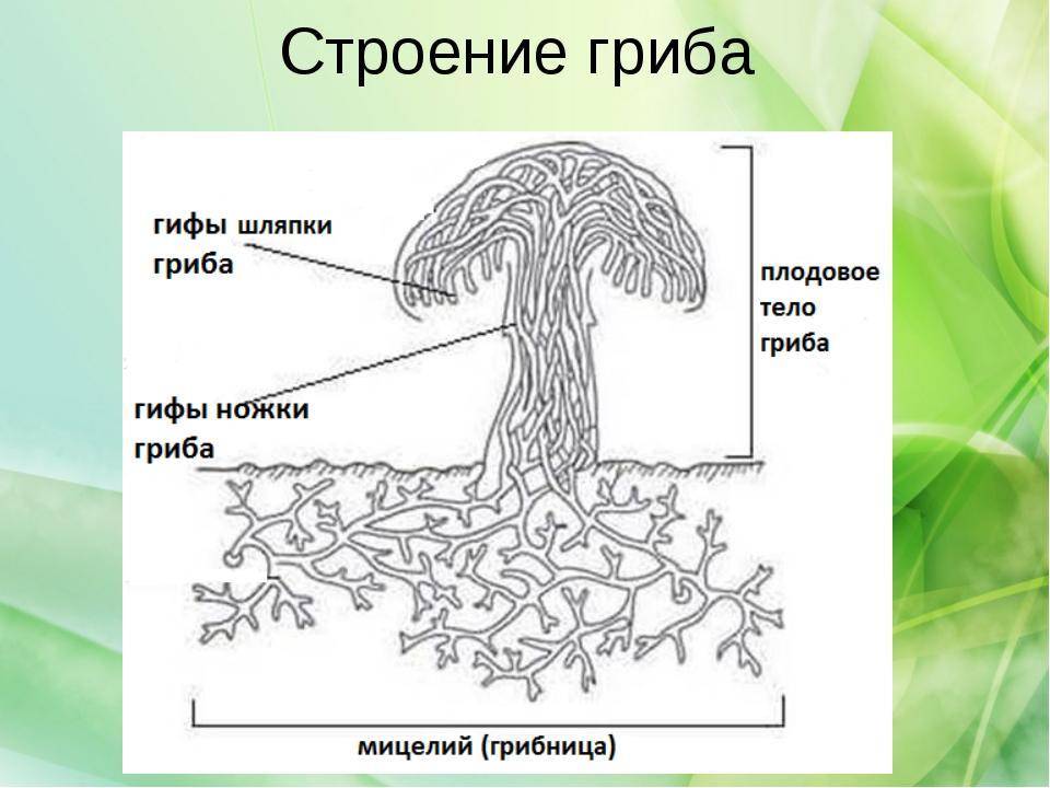 Гриб с грибницей рисунок