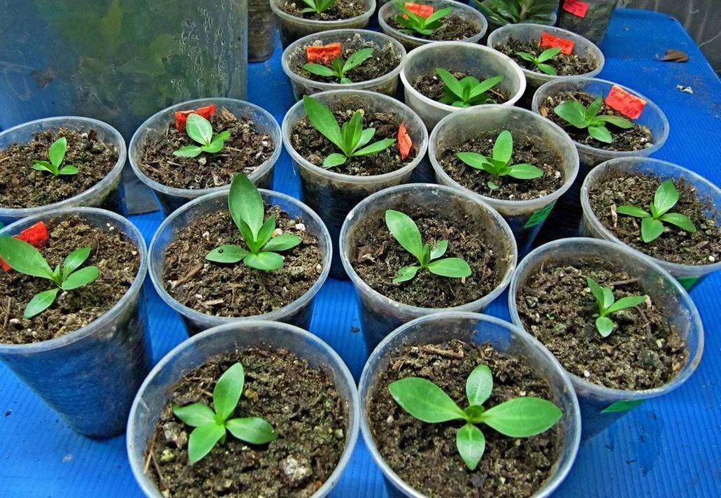 Выращивание рассады катарантуса в домашних условиях: посадка семян, уход