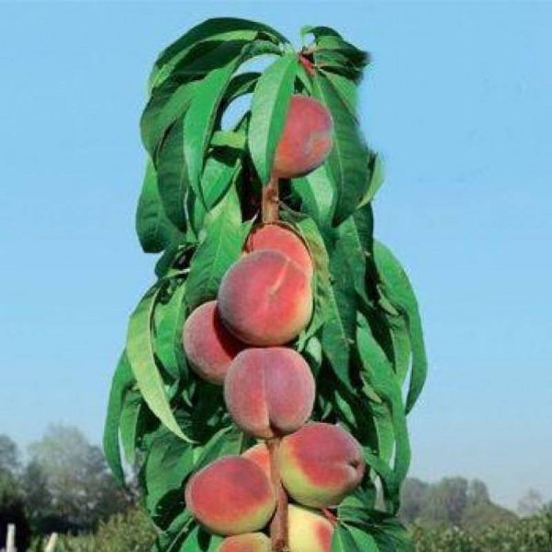 Тонкости выращивания колоновидного персика - дневник садовода flowersdi.ru