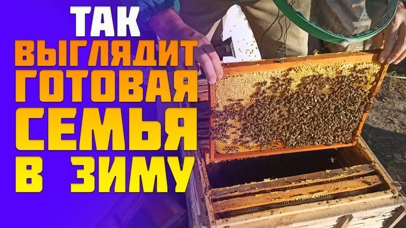 Как правильно подготовить пчел к зимовке в зависимости от модификации ульев