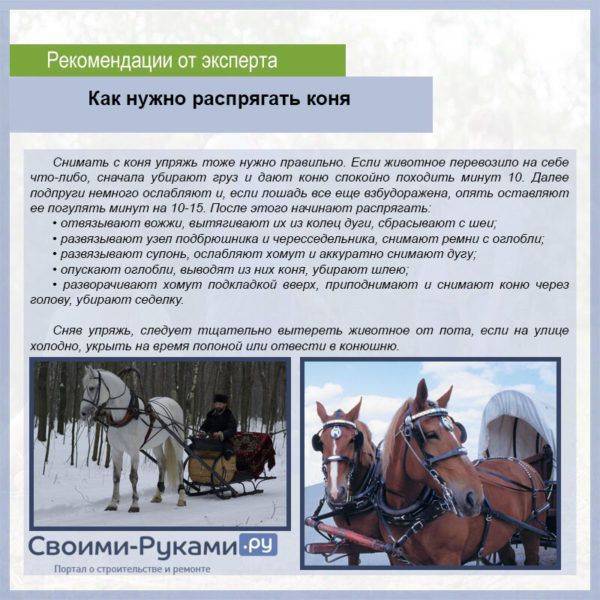 Сбруя для лошади: описание и строение, самые популярные виды