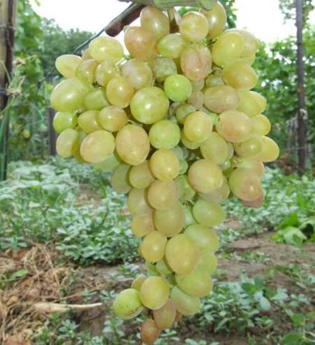 Описание сорта, отзывы и особенности агротехники винограда валентина
