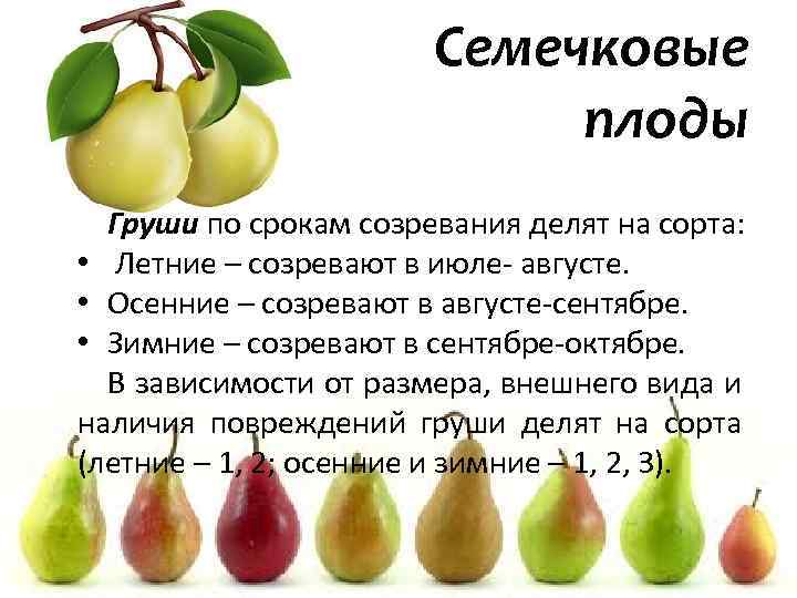 Какие среды обитания освоила груша сделайте описание груши по следующему плану