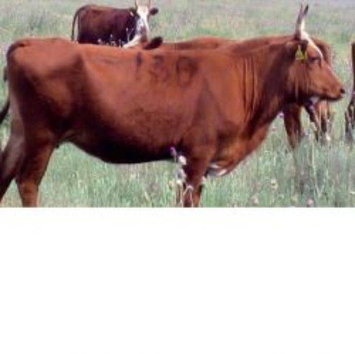 Калмыцкая порода коров: характеристика, уход и кормление