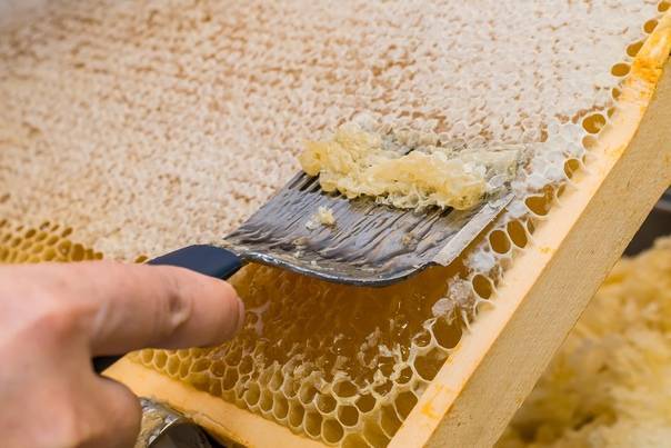 Забрус пчелиный: что это такое