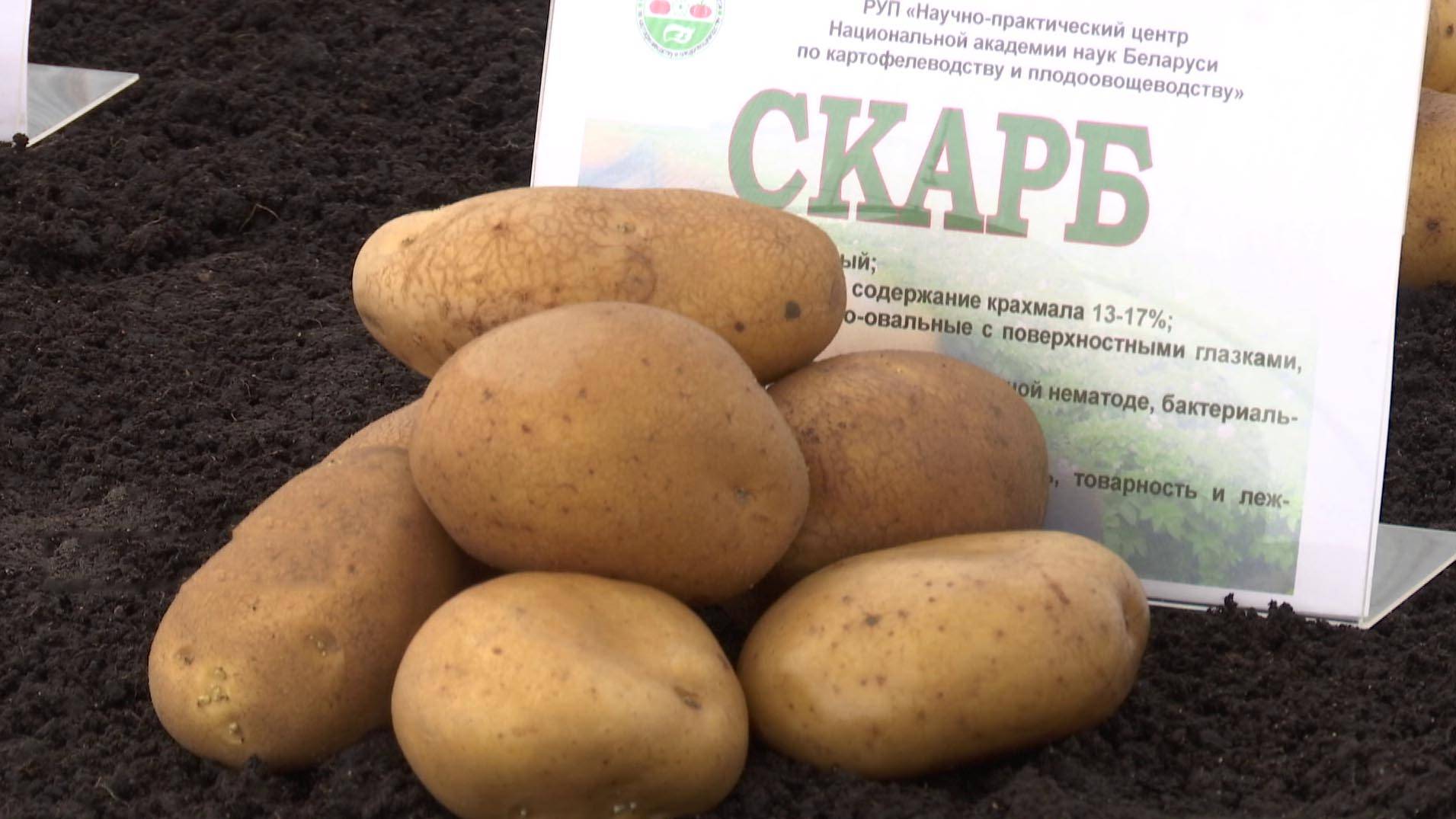 Сорт картофеля белорусский Улодар