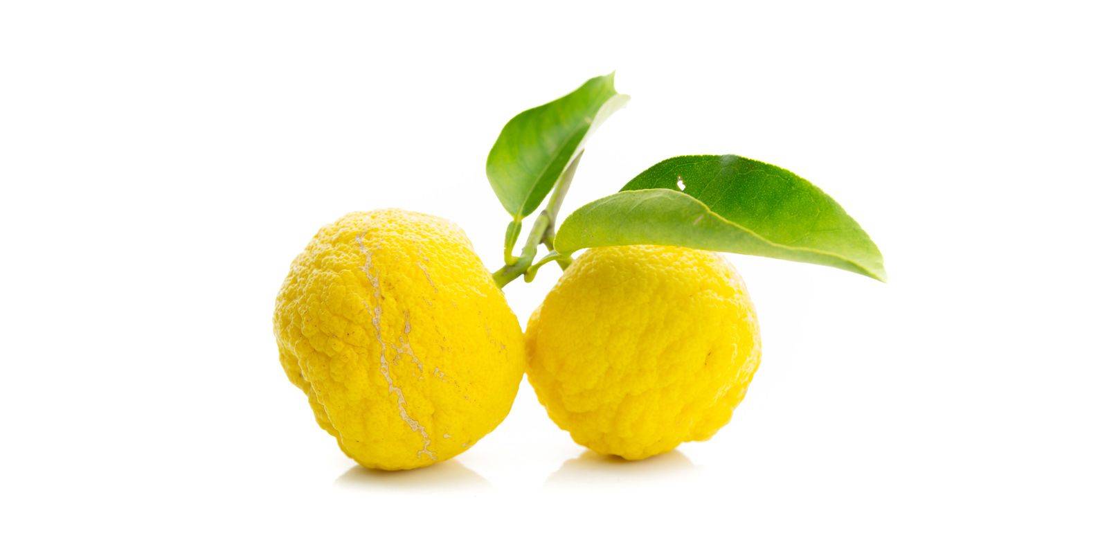Юдзу или юзу японский лимон всезнайкин - агро журнал dachnye-fei.ru