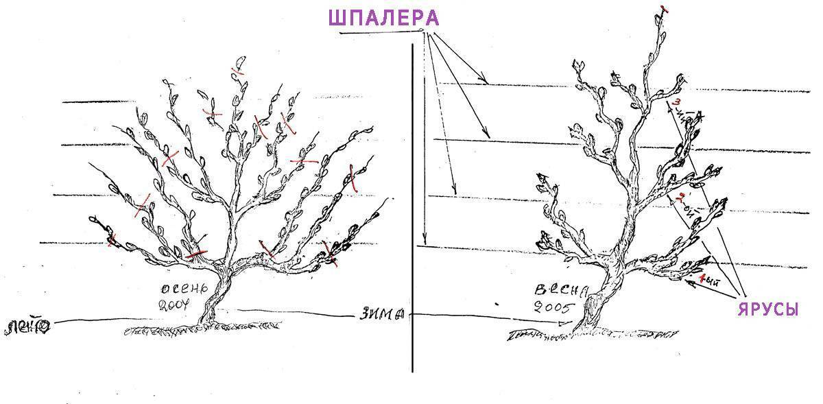 Обрезка винограда в картинках