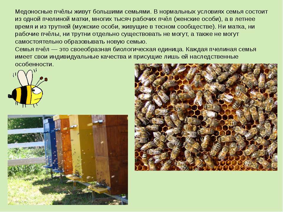 Состав пчелиной семьи ее жизнь, численность