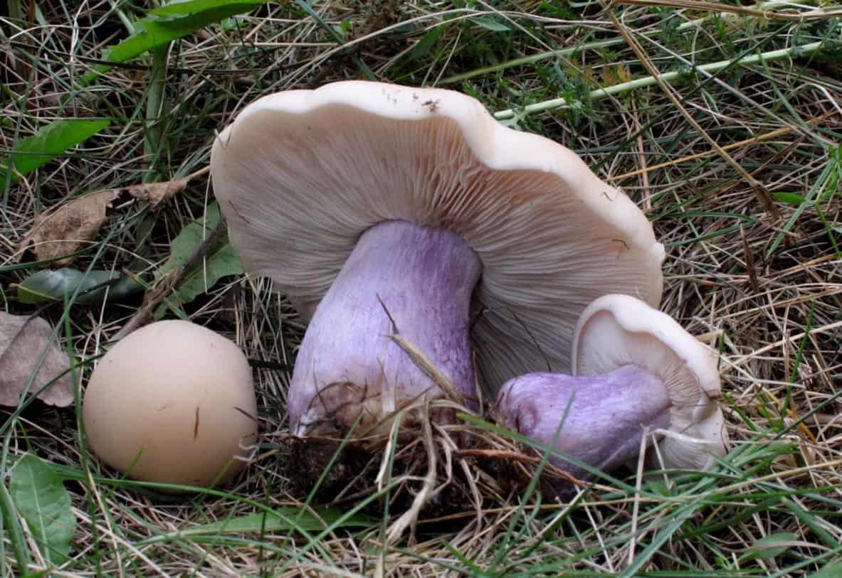 Что за гриб синеножка фото и описание