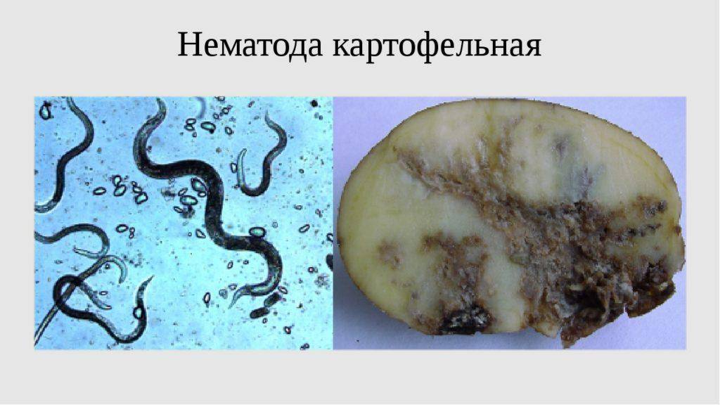 Нематода фото и описание как бороться