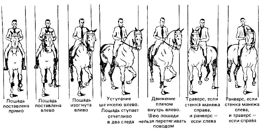 Схема малого приза выездка