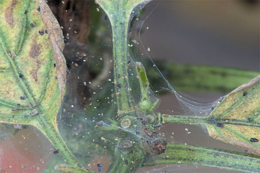 Эффективные меры борьбы с паутинным клещом на баклажанах в теплице – отзывы огородников и агрономов
