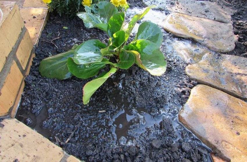 Бадан (бергения), узнайте больше о правилах посадки и ухода за растением в условиях домашнего сада