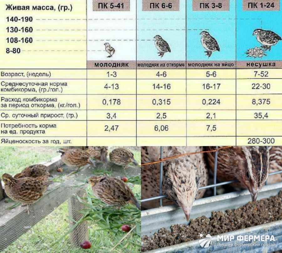 Радонежский перепел утяжеленный описание и фото