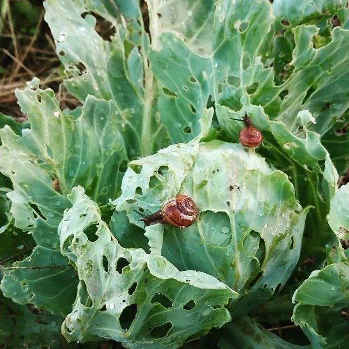 Совка капустная | справочник пестициды.ru