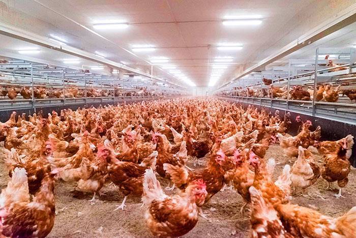 Заработок на птице – 3 миллиона в год. реальный опыт фермера, финотчет – reconomica — истории из жизни реальных людей