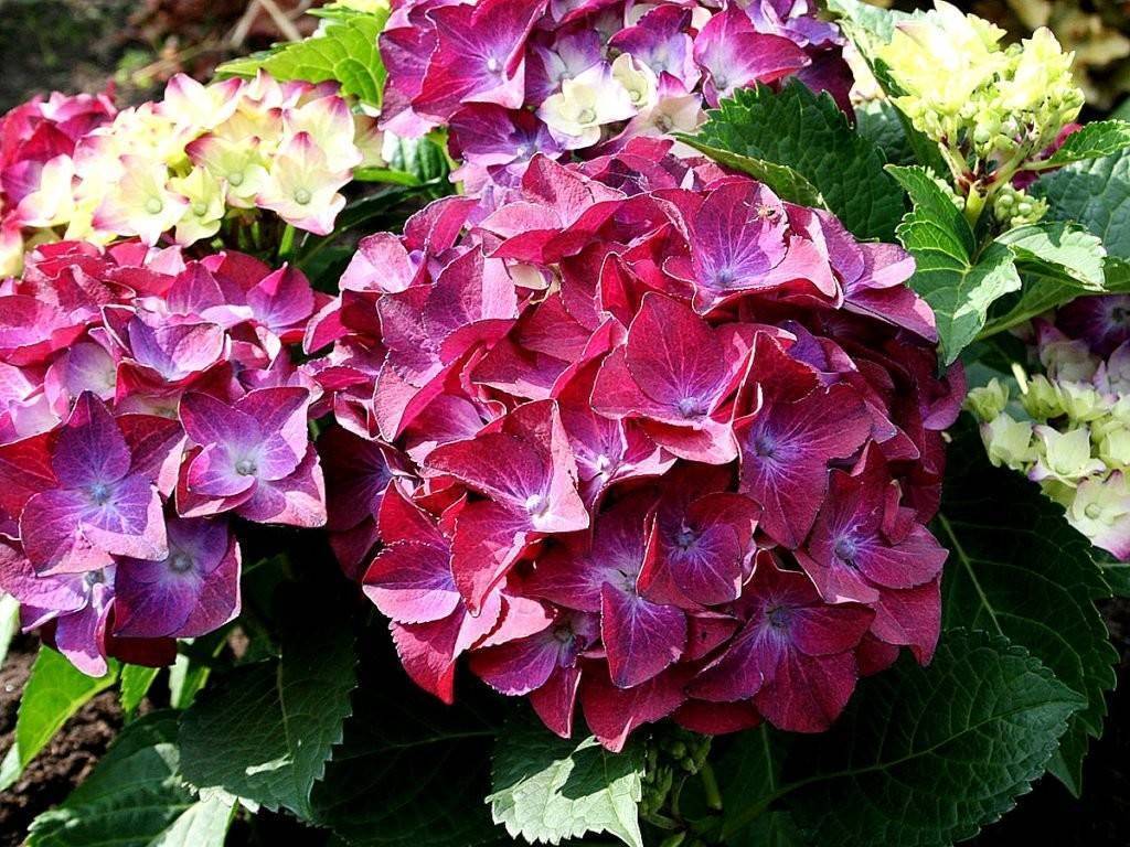 Hydrangea macrophylla фото