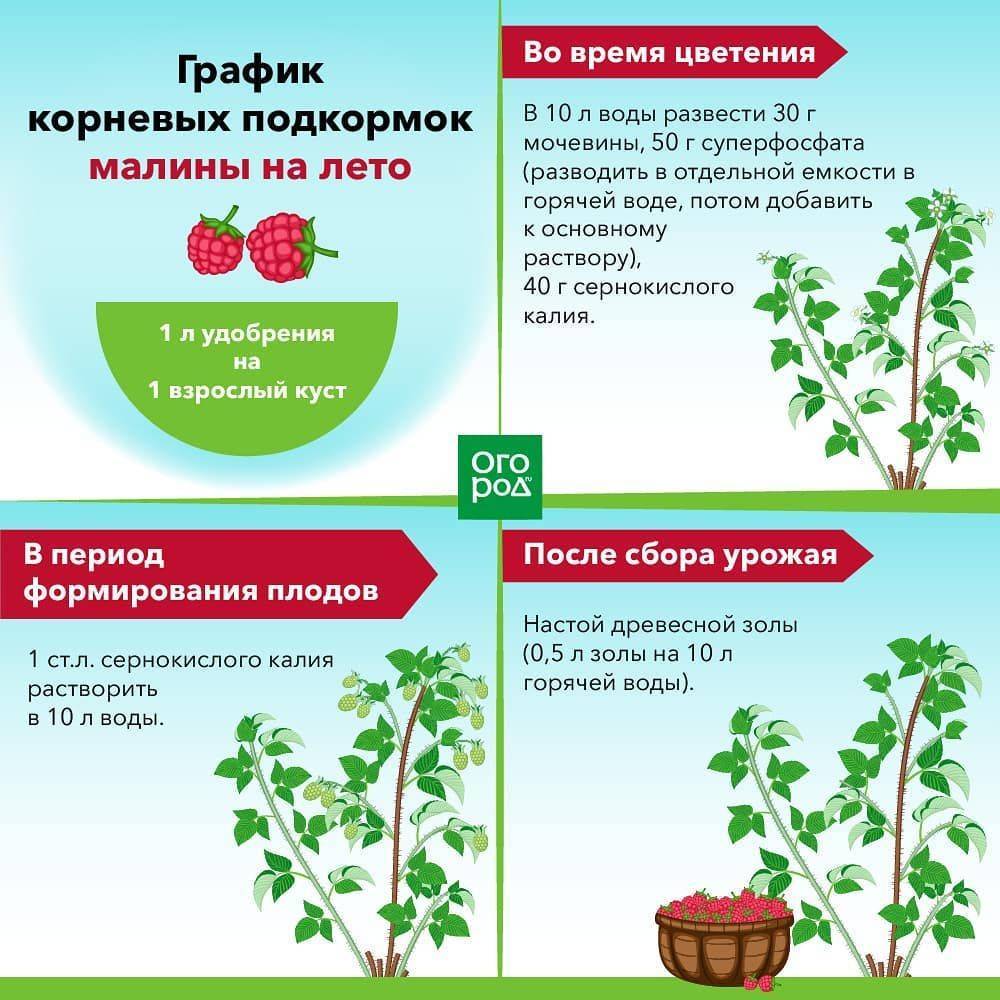 Чем подкормить клубнику весной — для хорошего урожая