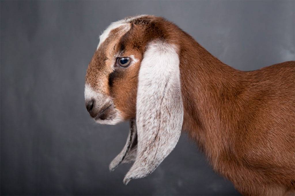 Нубийская порода коз: описание и разведение