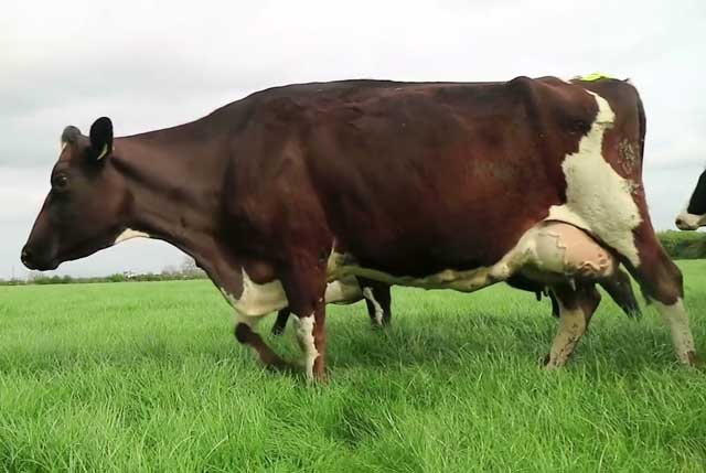 Вибриоз рогатого скота - болезни коров