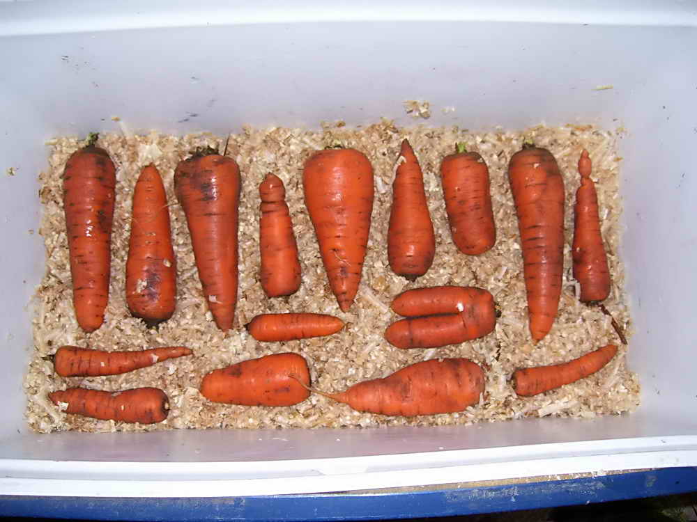 Как сохранить морковь в земле до весны, как правильно организовать хранение корнеплода на всю зиму: способы и методы