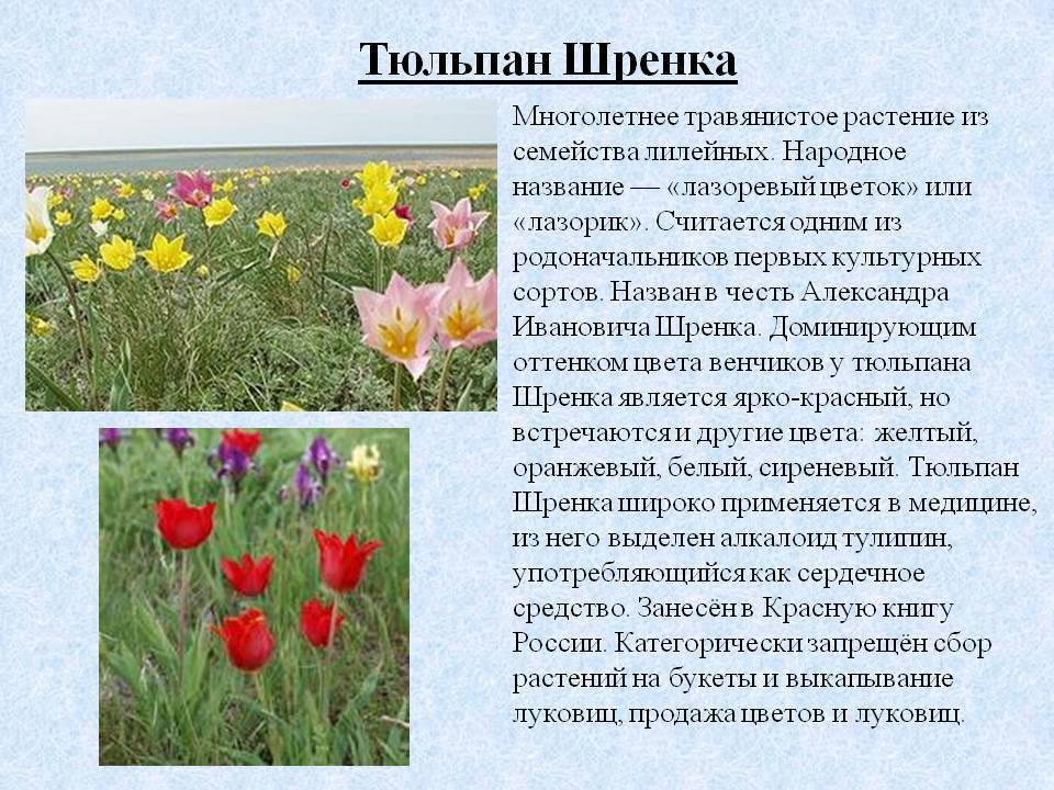 Тюльпан биберштейна: фото и описание, красная книга