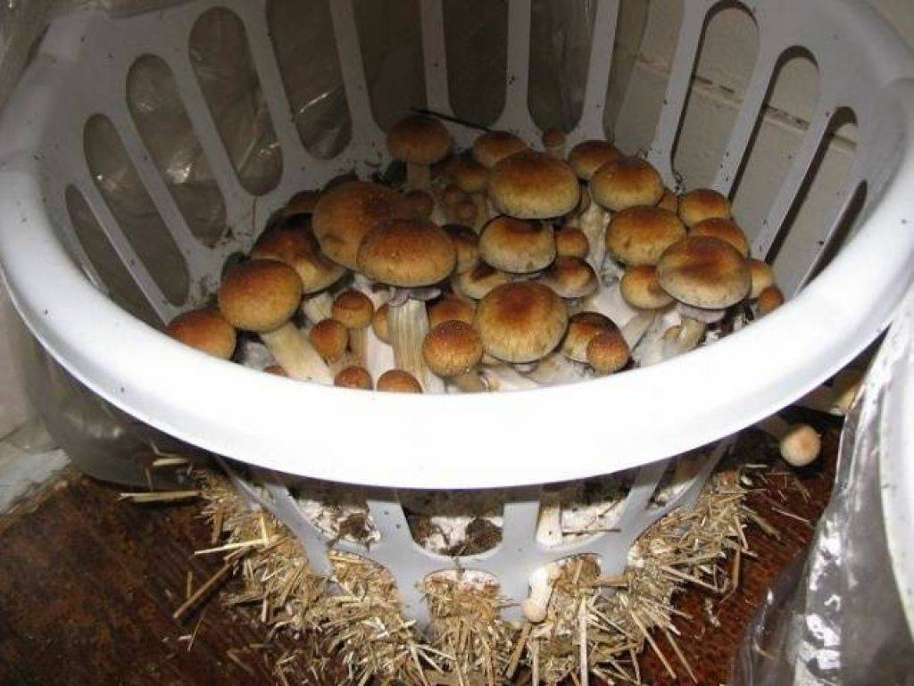 Выращивание грибов в подвале дома или гаража: какие грибы можно и как выращивать