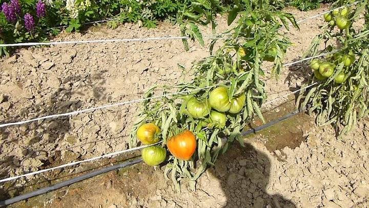 Лучшие сорта томатов для подмосковья для открытого грунта с фото, описанием отзывы