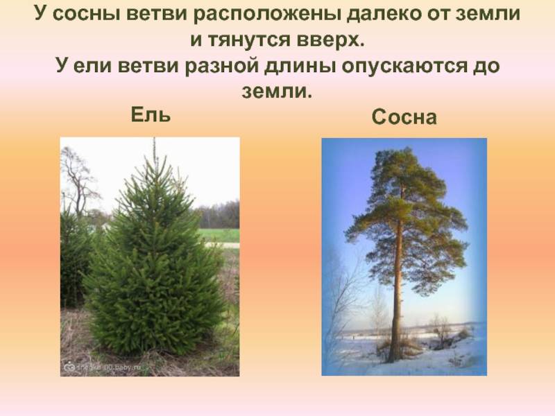 Отличия ели от сосны