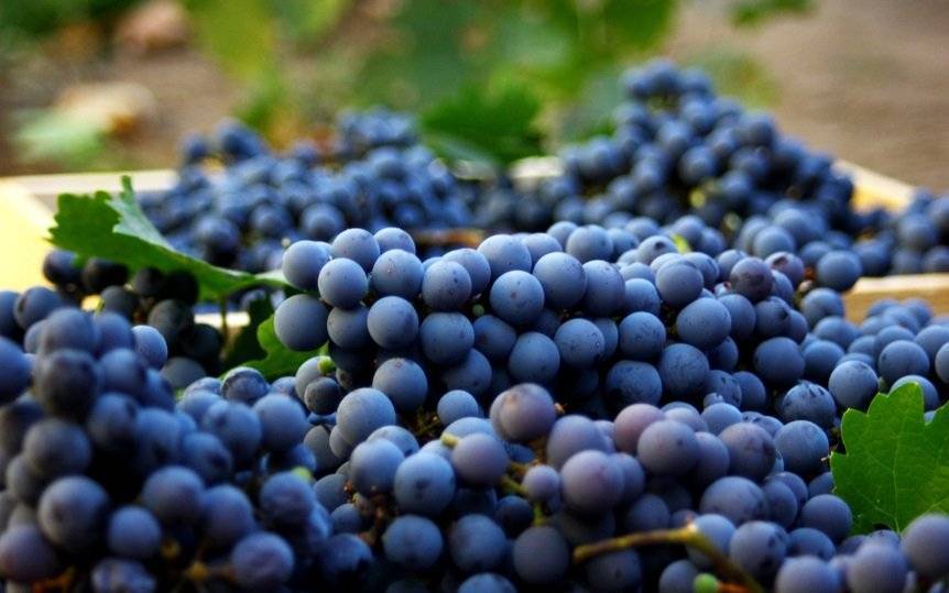 Классика виноделия — сорт винограда каберне