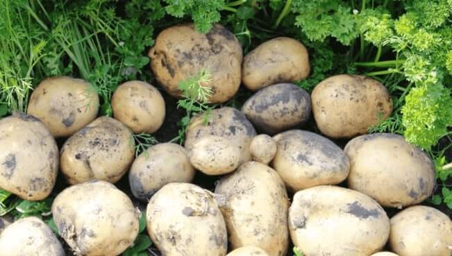 Картофель гала: описание сорта и особенности выращивания