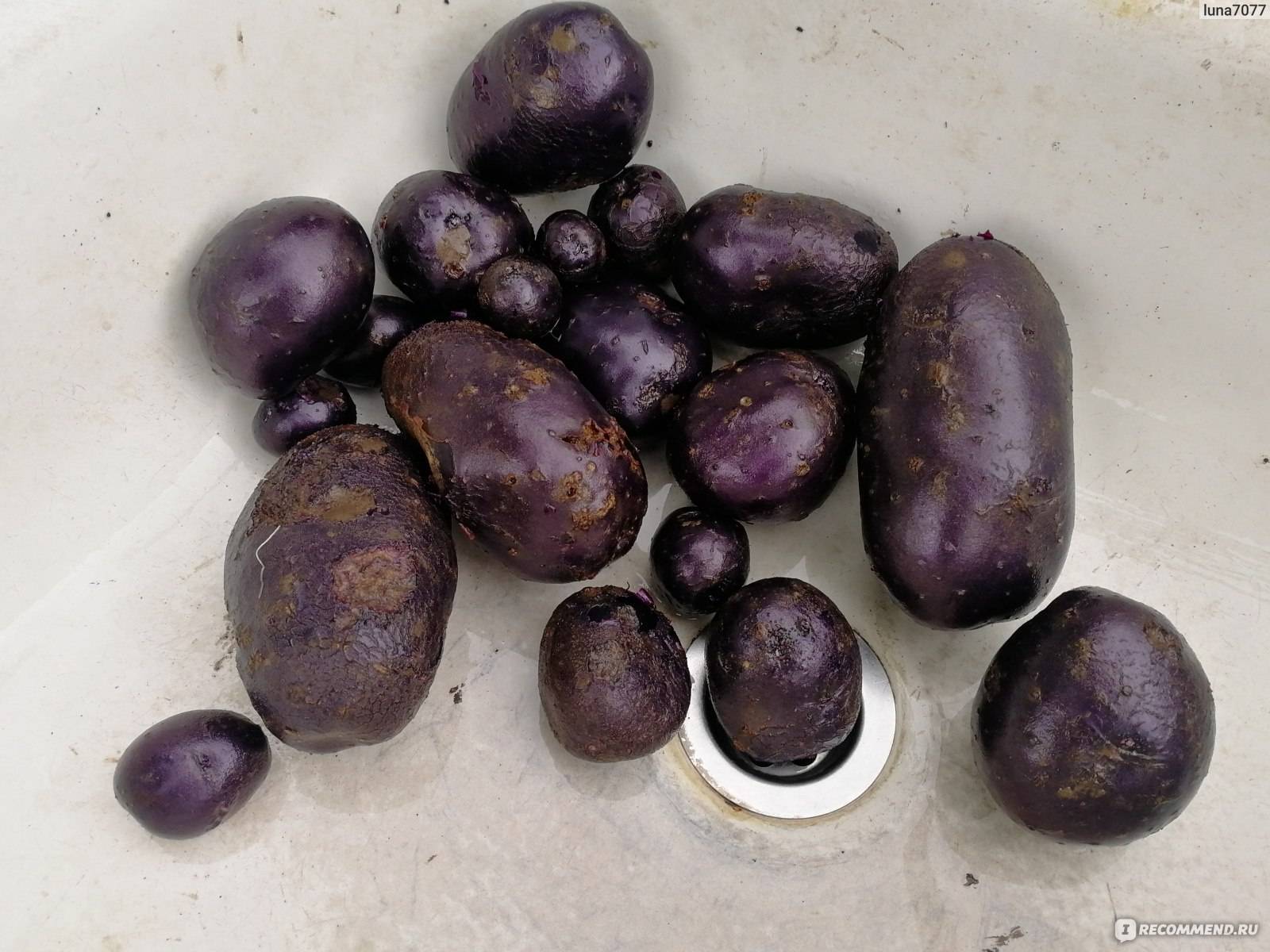 Фиолетовый картофель: характеристика и описание сорта, полезные свойства, отзывы, фото