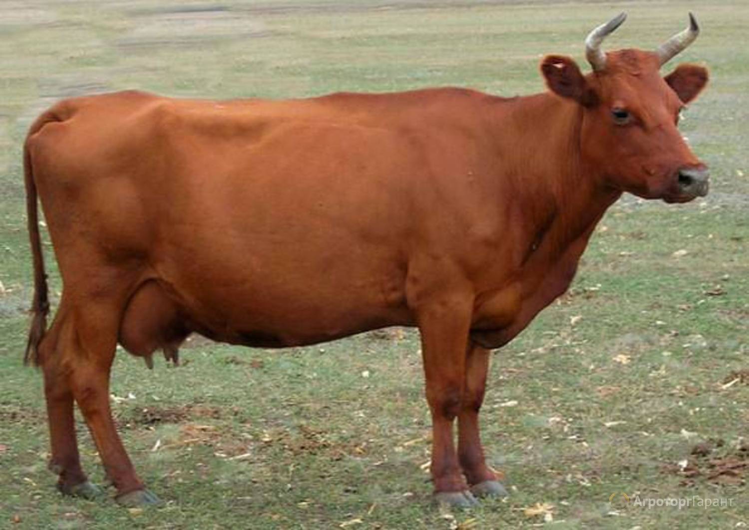 Красная Степная порода коров